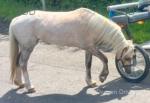 10.2hh Welsh Section A Mare