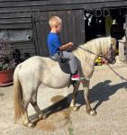 10.2hh Welsh Section A Mare
