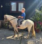10.2hh Welsh Section A Mare