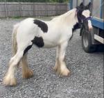 Yearling Colts