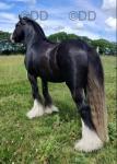 Beckensdale Toy Man, Ride and Drive Gelding 