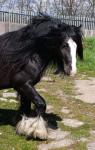 Beckensdale Toy Man, Ride and Drive Gelding 