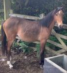 Noddyvyse no Regrets, Yearling Hackney Filly 