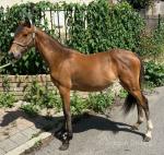 Noddyvyse no Regrets, Yearling Hackney Filly 