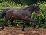Welsh Section D Colt