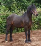 Welsh Section D Colt