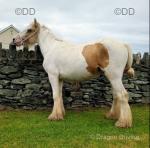 Colt