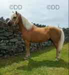 Welsh Section A Colt
