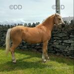 Welsh Section A Colt