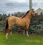Welsh Section A Colt
