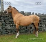 Welsh Section A Colt