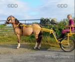 Welsh Section A Colt