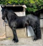 15.3hh Friesian x Riding Gelding 