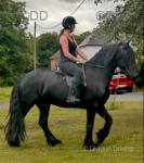 15.3hh Friesian x Riding Gelding 