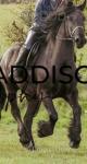 15.3hh Friesian x Riding Gelding 