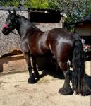 15.3hh Friesian x Riding Gelding 