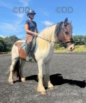 Patch, 14.1hh Riding Gelding 