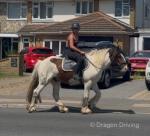 Patch, 14.1hh Riding Gelding 