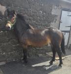 Gersudune Yarrow, 12.3hh Exmoor Mare 