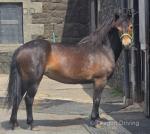 Gersudune Yarrow, 12.3hh Exmoor Mare 