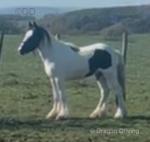 Rocky, Gelding 