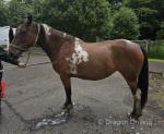 Satchi, 14.2hh Mare