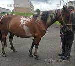 Satchi, 14.2hh Mare