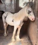 Colt