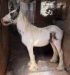Colt