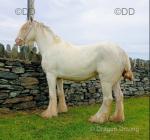 14.2hh Mare