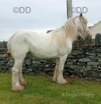 14.2hh Mare