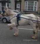 14.2hh Mare