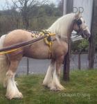 Ride & Drive Colt