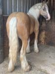 Ride & Drive Colt