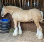 Ride & Drive Colt
