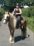13.2hh Riding Gelding 