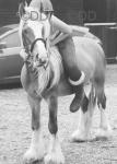 13.2hh Riding Gelding 