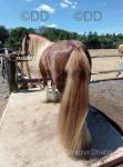 13.2hh Riding Gelding 