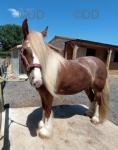 13.2hh Riding Gelding 
