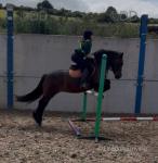 Bella, 141hh Welsh Section D Riding Mare 