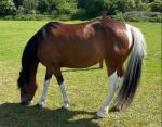 13.2hh Mare 