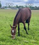 Filly Possibly in Foal 