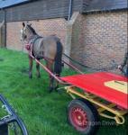 Filly Possibly in Foal 
