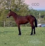 Filly Possibly in Foal 