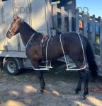 Diamond, 16hh Driving Mare