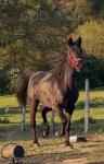 Diamond, 16hh Driving Mare