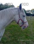 15hh Riding Gelding