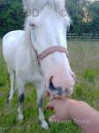 15hh Riding Gelding