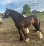 Bill, 14.2hh Gelding