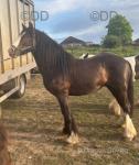 Bill, 14.2hh Gelding